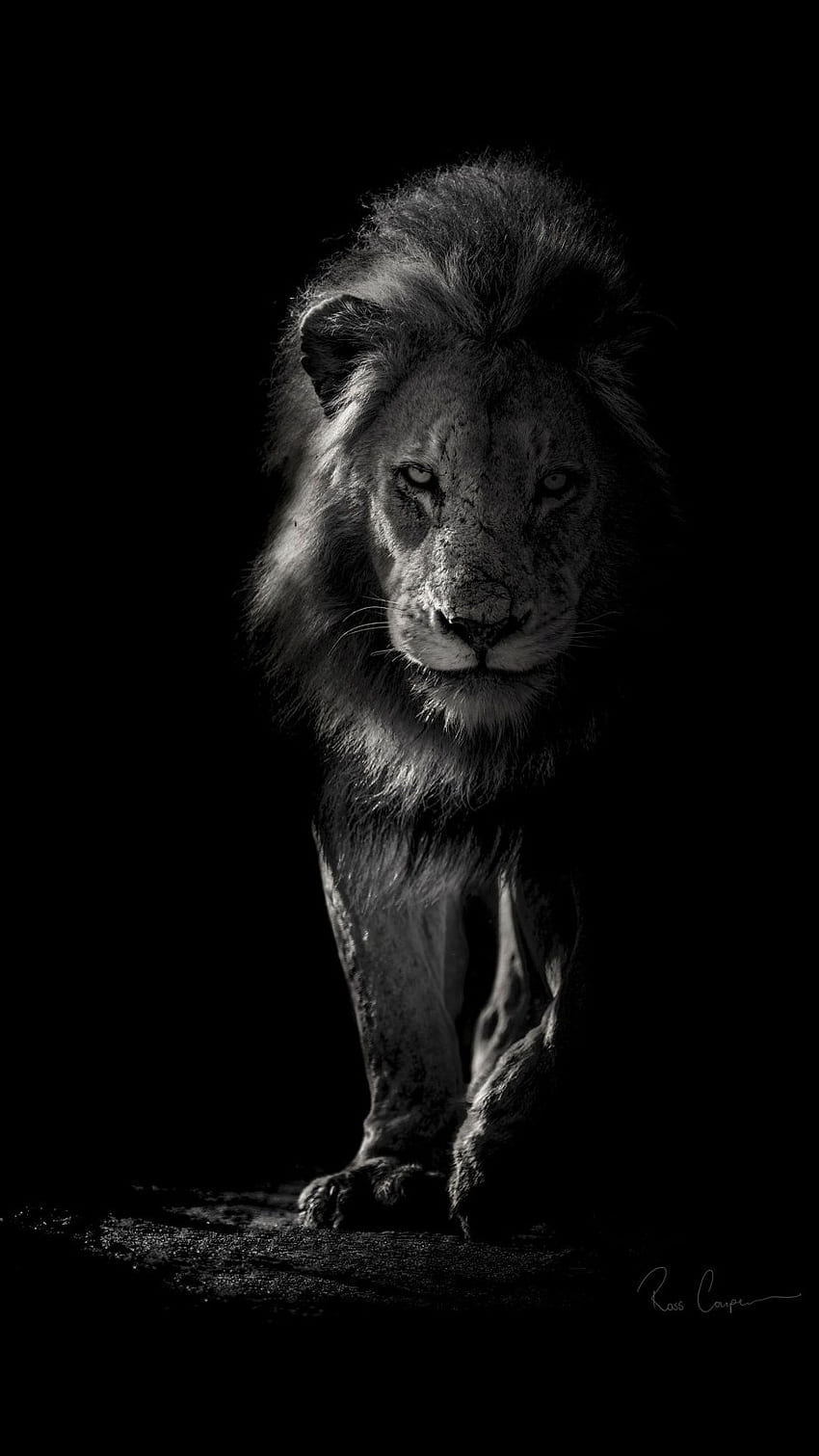 Black Lion, Background HD phone wallpaper | Pxfuel