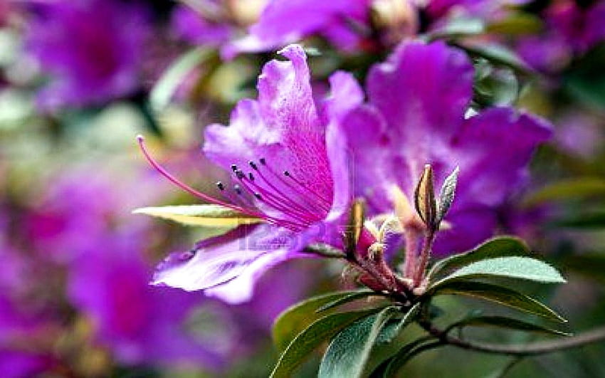 Lila Azalee, Natur, Blumen, Lila, Strauch HD-Hintergrundbild