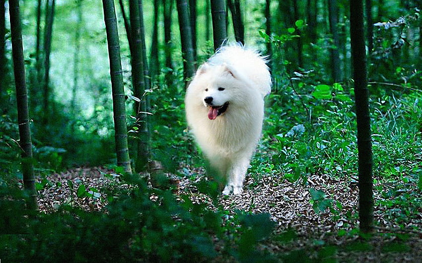 สุนัขสีขาวที่สวยงาม ต้นไม้สีเขียว สวยงาม สีสัน ฯลฯ ตัดกัน วอลล์เปเปอร์ HD