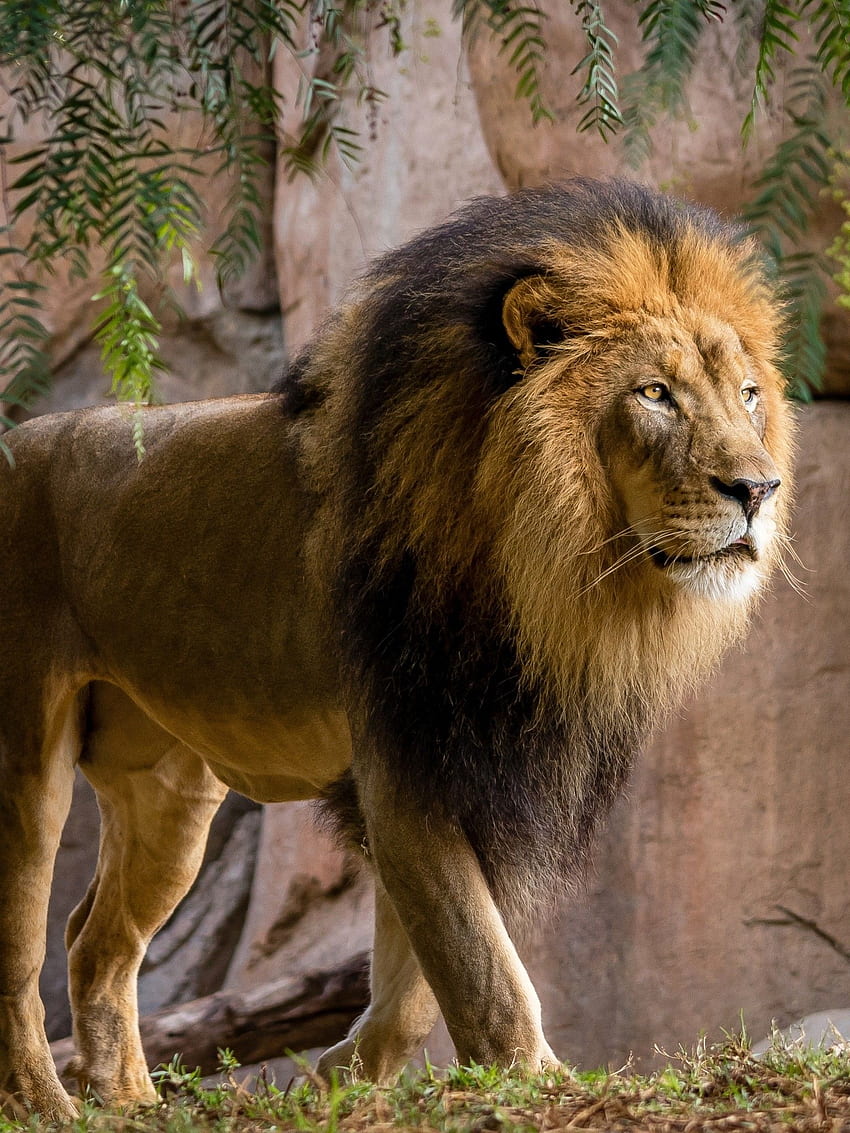 Lion, Walking, King, Wildlife, Big Cats for Apple iPad Mini, Apple IPad 3, 4 HD phone wallpaper