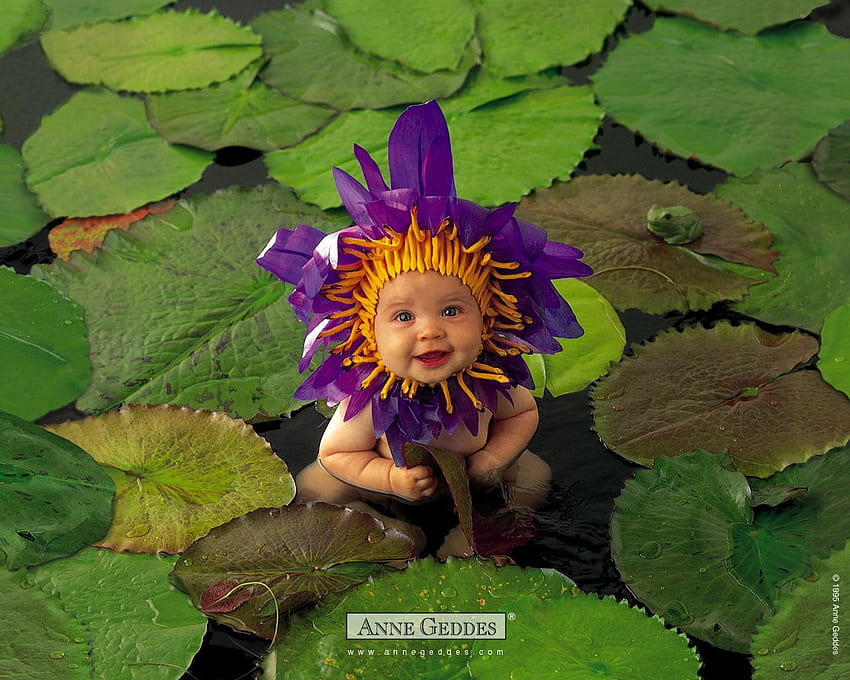 AnneGeddes, sweet, cute, baby, lily, purple, flower, green, yellow, pads, face, adorable, water HD wallpaper