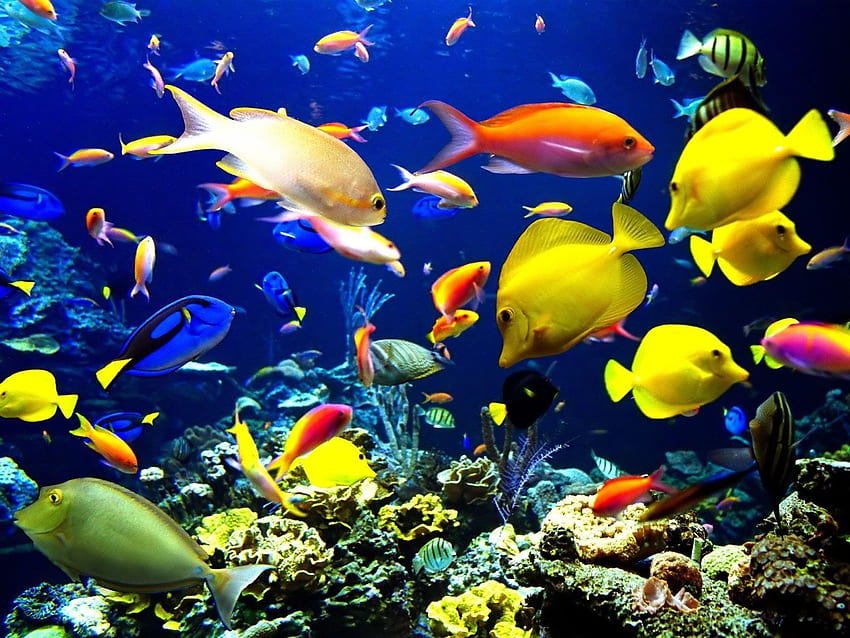 La vie des récifs coralliens. C'est notre monde. Poisson, se déplaçant sous l'eau Fond d'écran HD