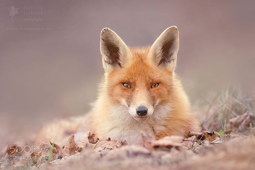 Fuchs, Gesicht, Vulpe, Tier, Natur HD-Hintergrundbild