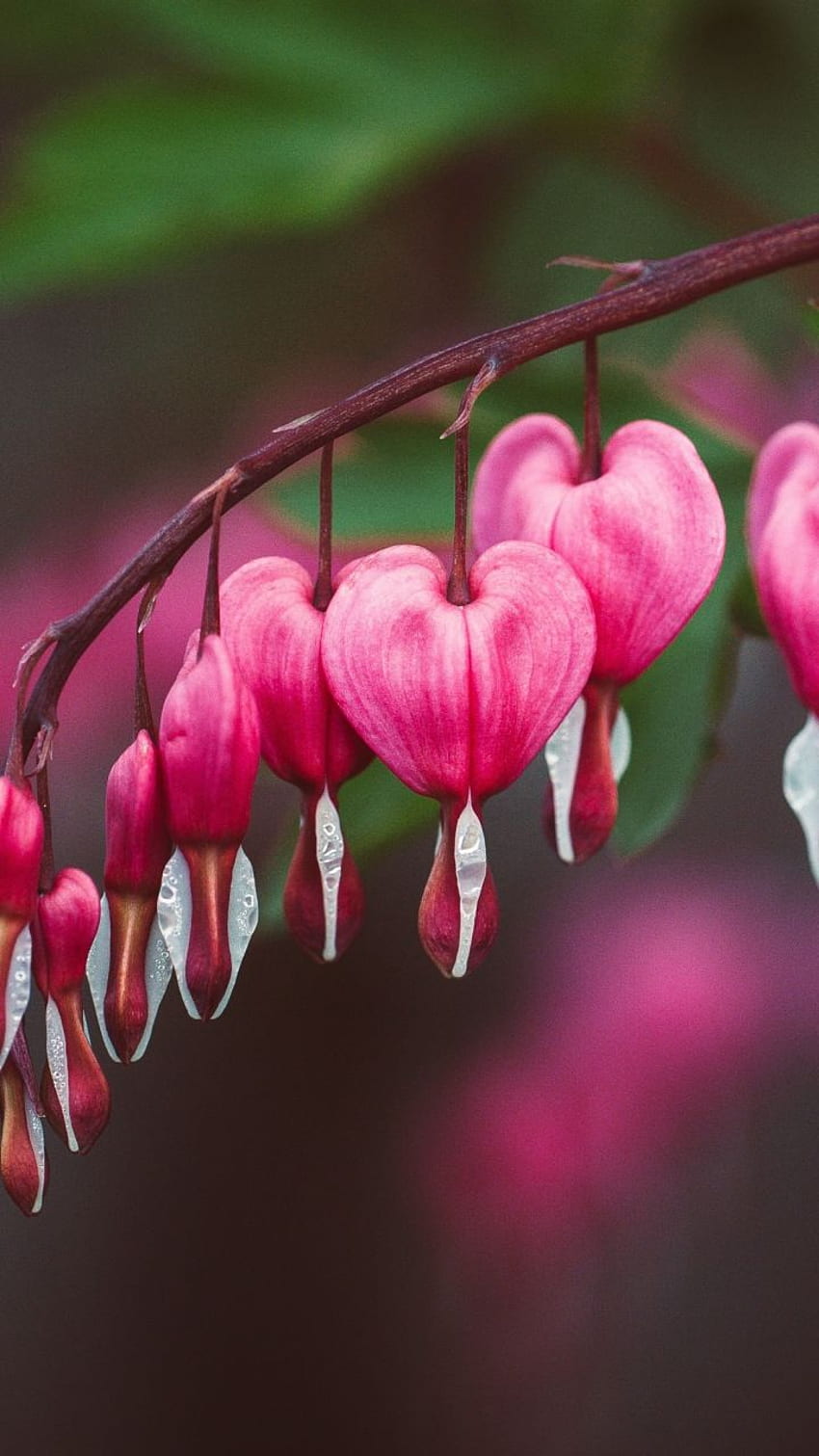 Bleeding Heart Flower - Best Flower, Bloody Heart HD phone wallpaper