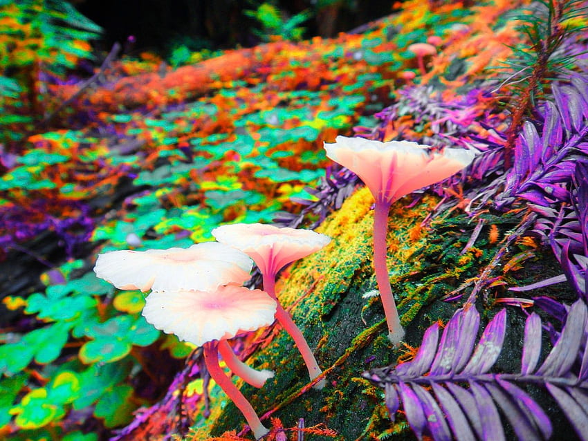 Neon Trippy Mushrooms . Neon , Neon Flowers and Neon Skeleton, Neon Plants HD wallpaper