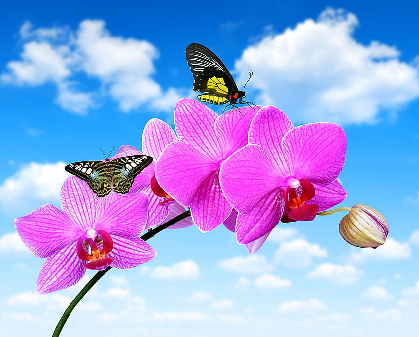 Butterflies orchids Pink color Sky Flowers HD wallpaper