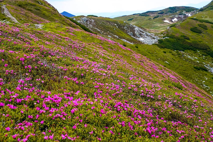Bujor de munte in Saua Gargalau, lumina, iubire, flori, linist papel de parede HD