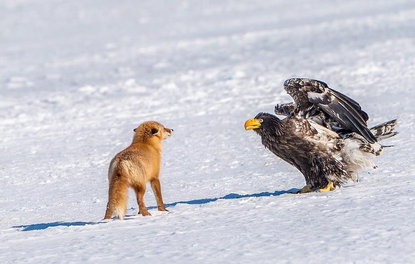 winter, snow, bird, meeting, predator, Fox, red, Steller's sea eagle for , section животные HD wallpaper