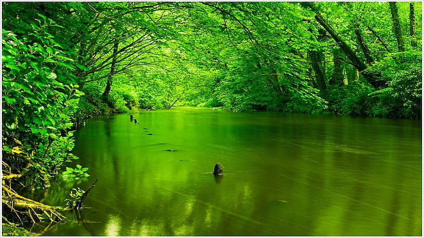 Успокояващо зелено. Зелена природа, Зелена природа, Пейзаж HD тапет