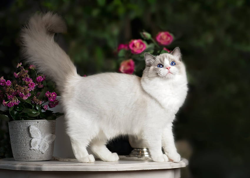 แมว ปิซิกา สัตว์ แร็กดอลล์ สีขาว วอลล์เปเปอร์ HD