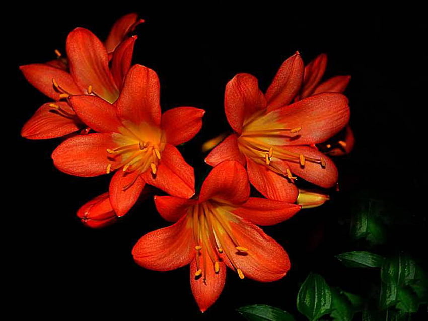 lilies, delicate, heart, red, flower HD wallpaper