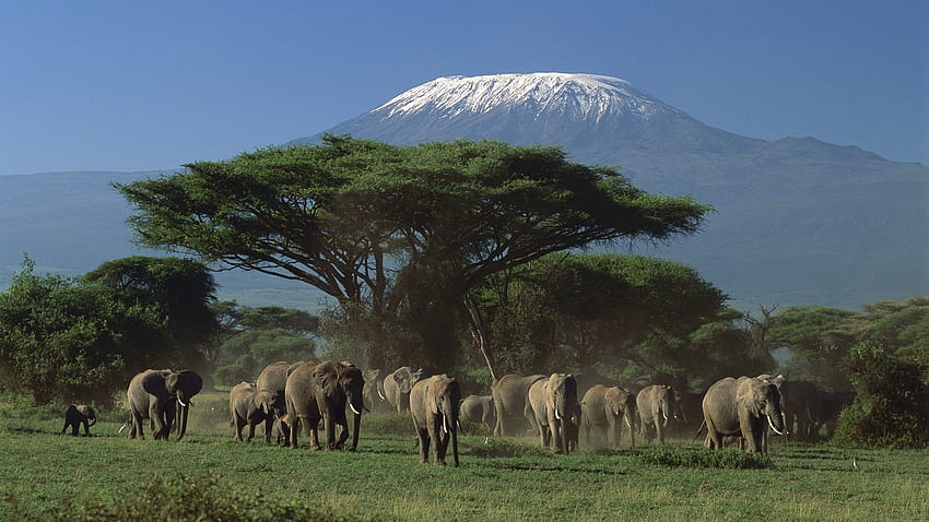 kilimanjaro, grama, elefante, árvore papel de parede HD