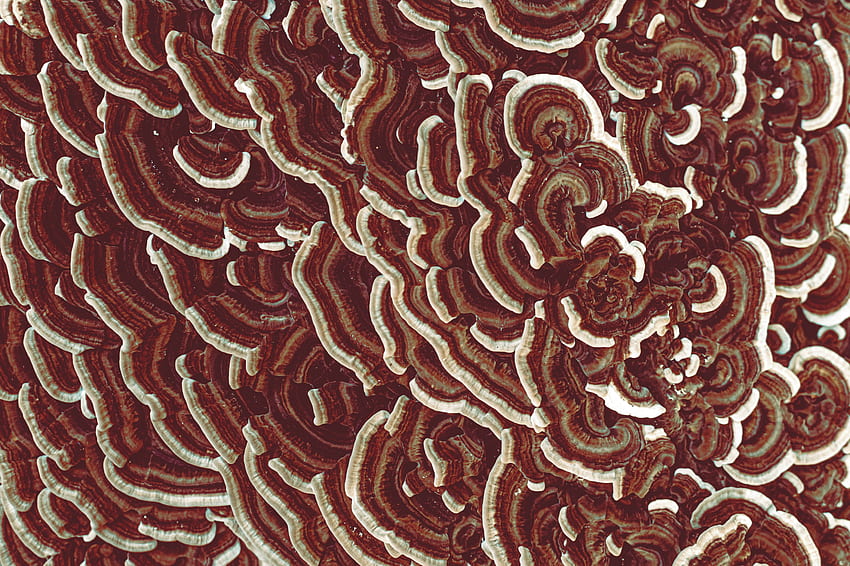 Jamur, Makro, Tekstur, Tekstur, Cokelat, Permukaan Wallpaper HD