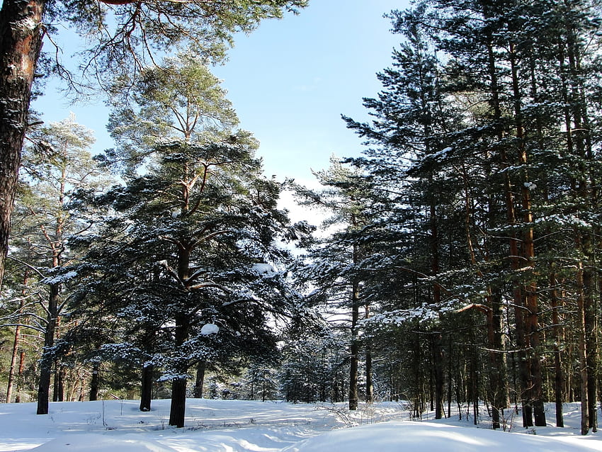 ฤดูหนาว ธรรมชาติ ต้นไม้ ป่า จากด้านล่าง เซนต์ปีเตอร์สเบิร์ก เซนต์ปีเตอร์สเบิร์ก Sestroretsk วอลล์เปเปอร์ HD