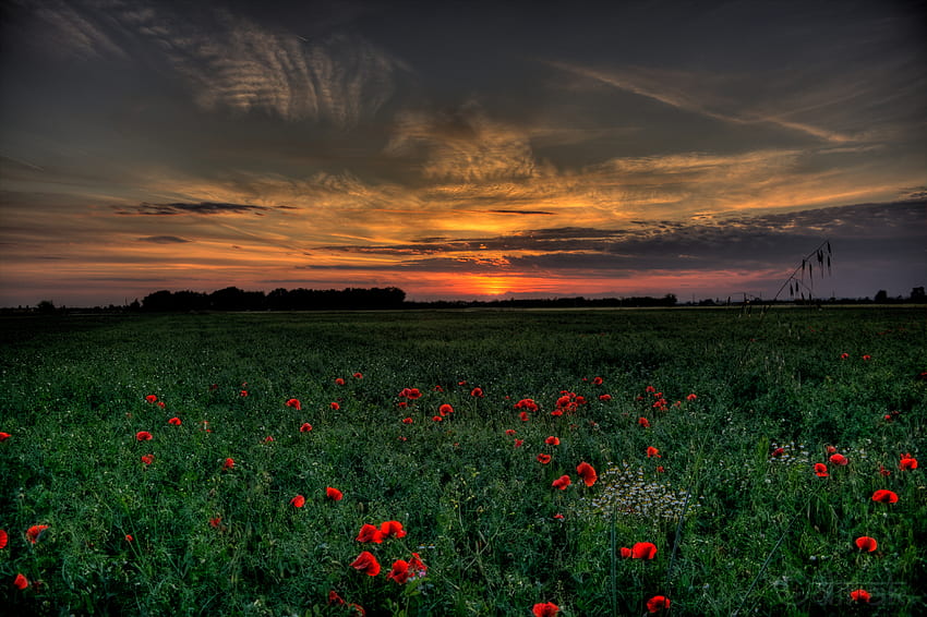 Landscape, Nature, Sunset, Poppies, Field HD wallpaper