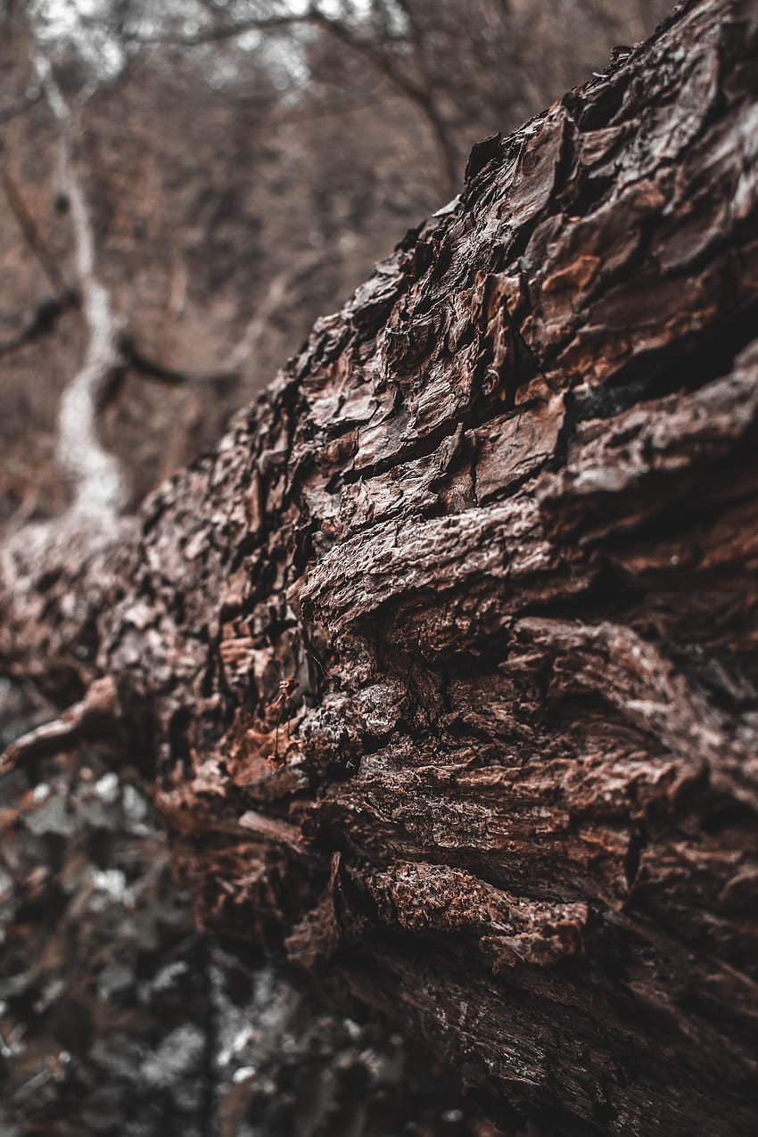 Nature, Wood, Tree, Texture, Brown, Bark, Trunk HD phone wallpaper