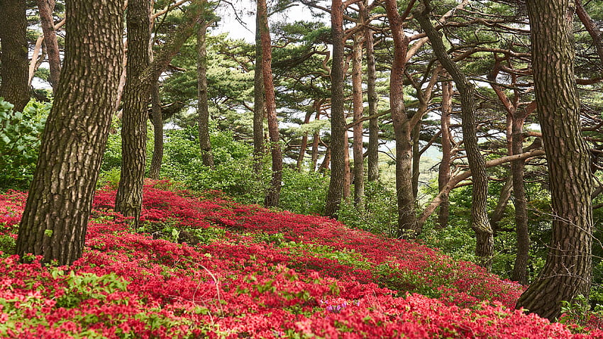 Flores rojas Hojas verdes Campo Arbustos Árboles Ramas Bosque en de cielo azul durante el día Naturaleza fondo de pantalla