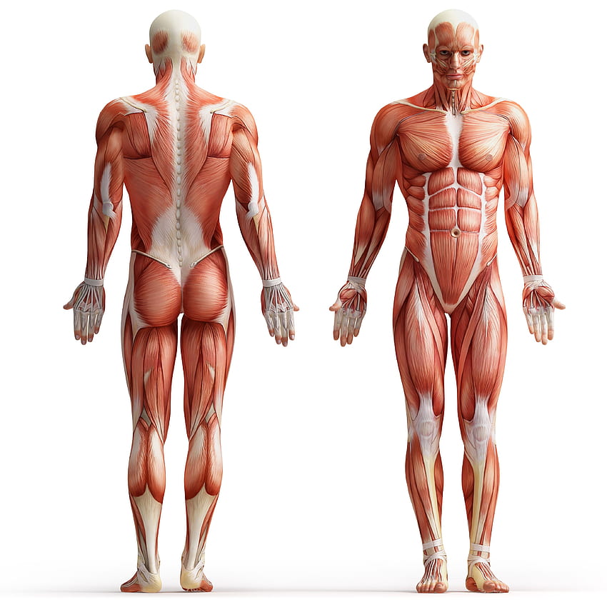 신체, 근육질의, 인체, 흰색 배경, 해부 근육 HD 전화 배경 화면