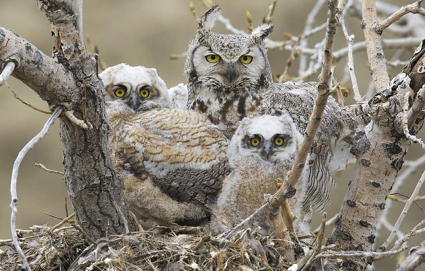 birds, socket, Chicks, great horned owl, Great horned owl for , section животные HD wallpaper