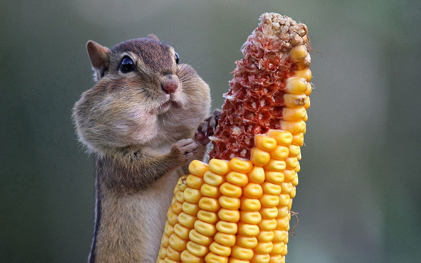 Corn, Food, Animals, Squirrel, Maize HD wallpaper