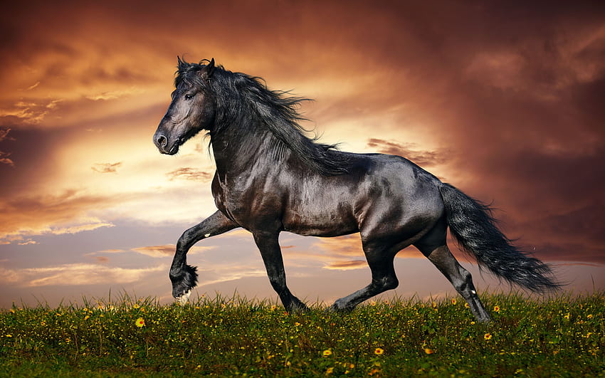 Bel cavallo. Cavallo, Cavalli, I cavalli più belli, Cavallo e Gatto Sfondo HD