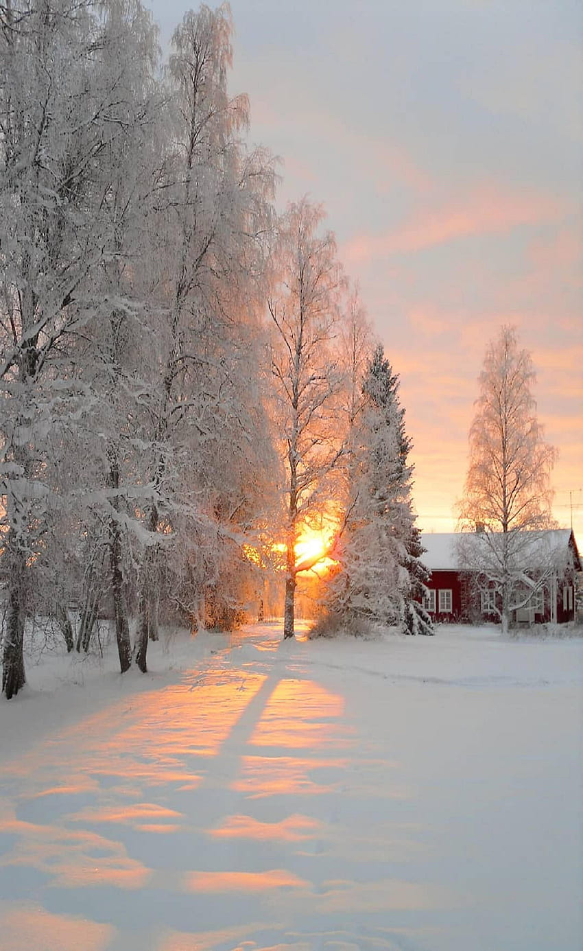 พระอาทิตย์ขึ้นหิมะ ทิวทัศน์ฤดูหนาว ทิวทัศน์ฤดูหนาว ฤดูหนาวที่สวยงาม ฉากหิมะที่สวยงาม วอลล์เปเปอร์โทรศัพท์ HD