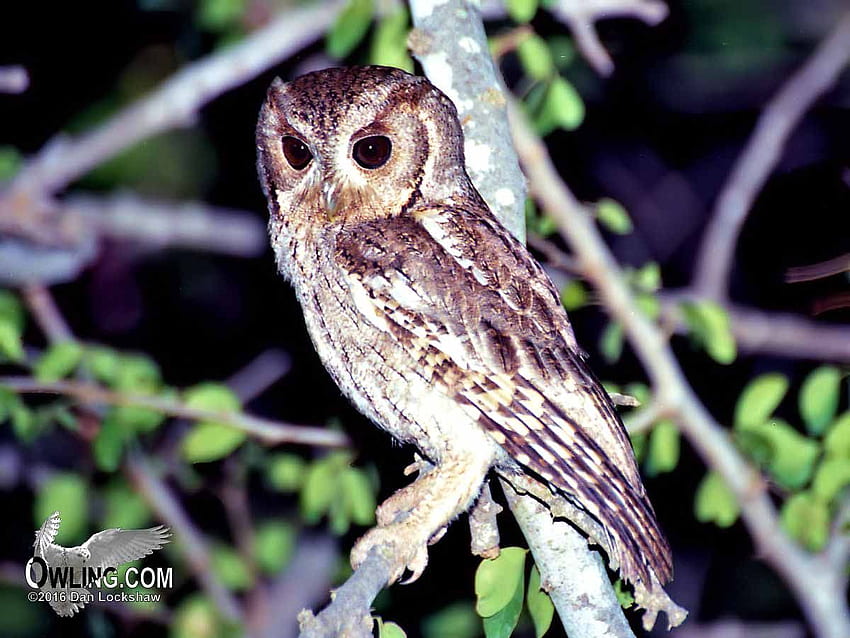 Colima, Mexico 6 2001. Owls. Screech Owl, Owl Species, 1200 X 900 Colorful Owl HD wallpaper