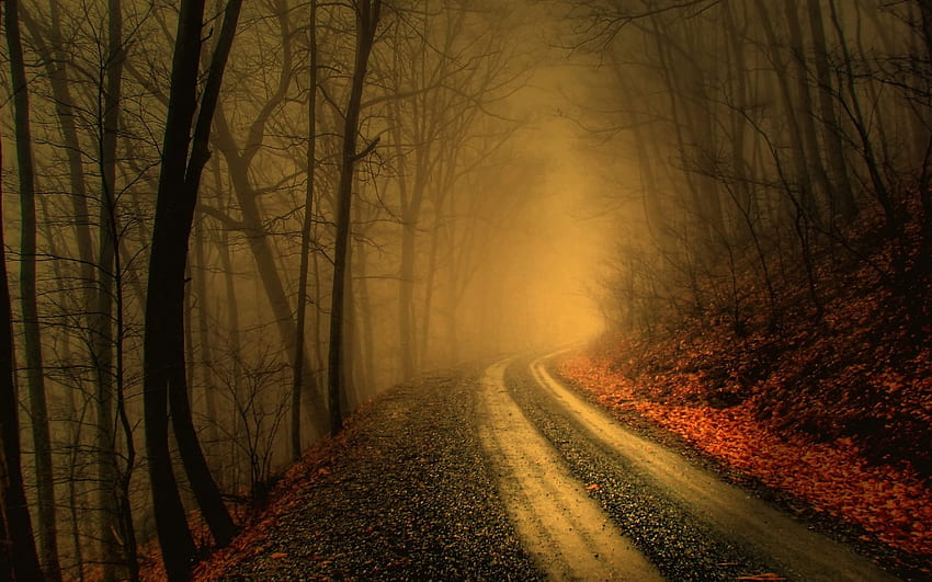 Мъглив път в тъмна гора., Мъглива улица HD тапет