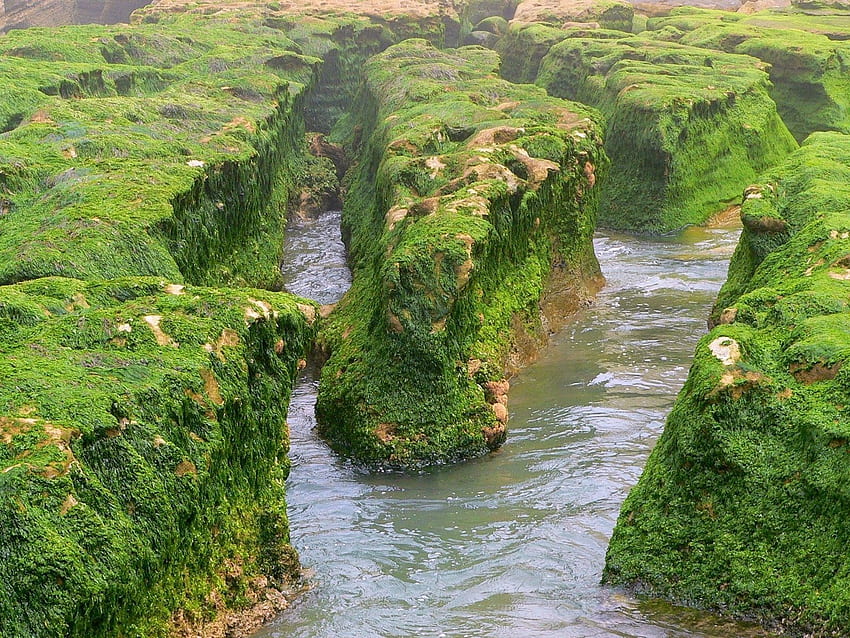 Nature, Water, Rivers, Rocks, Greens, Moss HD wallpaper