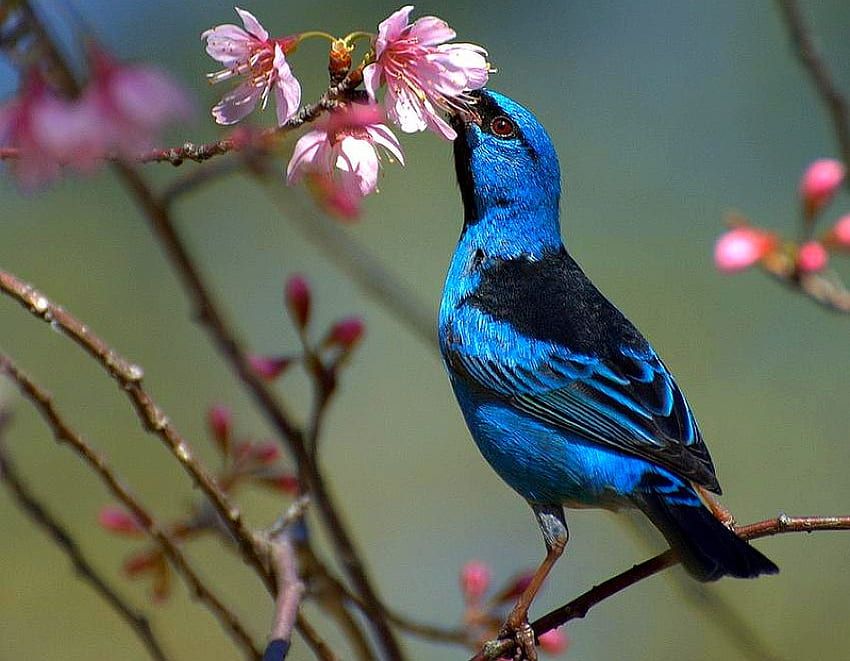 Blue Bird, blue, beautiful, bird HD wallpaper