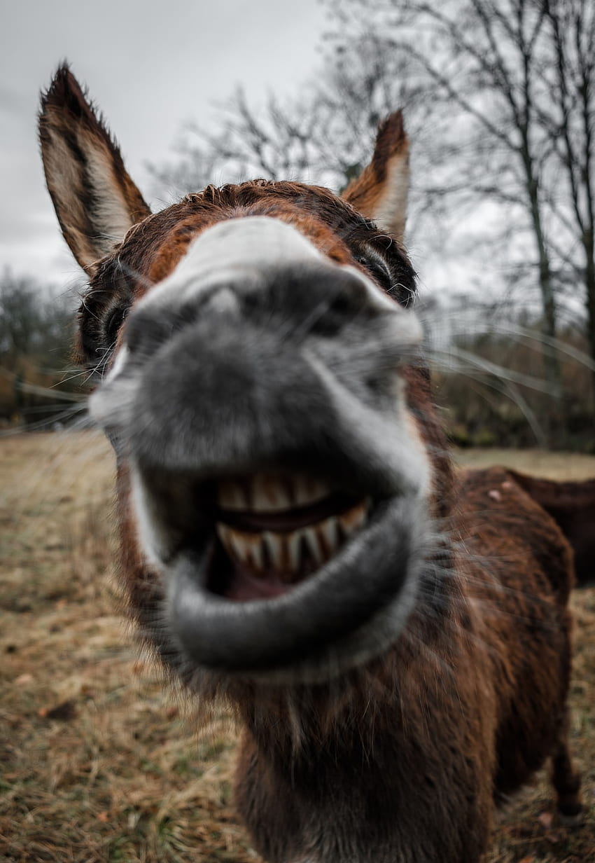 shallow focus graphy of brown donkey – Animal on Unsplash, Funny Donkey HD phone wallpaper