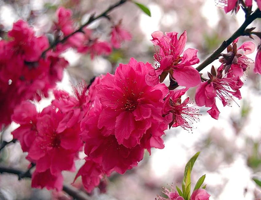 Blossom Time, pink, leaves, pretty, branches, blossom HD wallpaper
