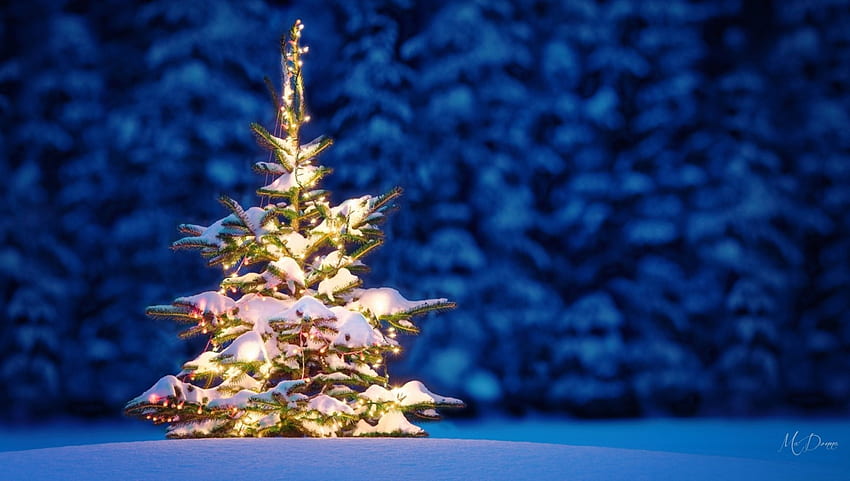 Árvore no Deserto, inverno, azul, madeiras, luzes, neve, árvore de Natal, floresta papel de parede HD