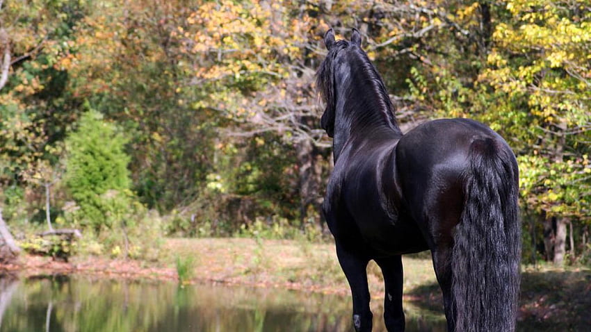 Background In High Quality - Friesian Horse HD wallpaper