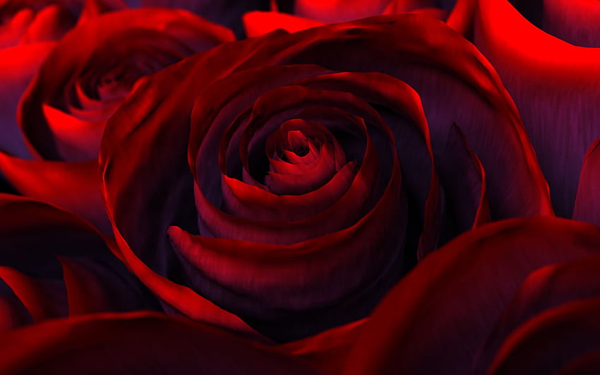 Mawar merah, mawar, merah Wallpaper HD
