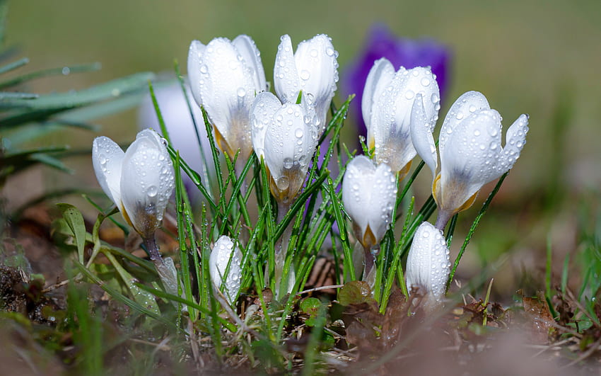 weiße Krokusse, Frühling, wilde Blumen, Krokus, weiße Blumen, Tau auf Krokus HD-Hintergrundbild