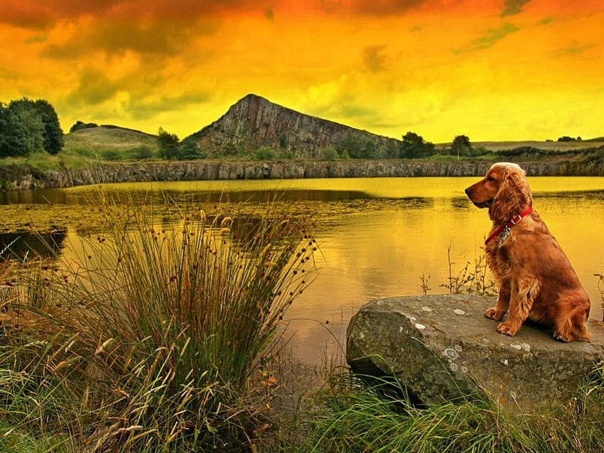 Golden spaniel, dogs, animals HD wallpaper