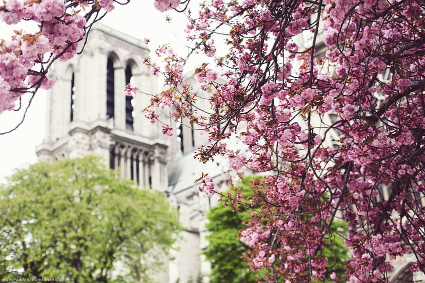 Third Spring Paris in Four Months [] for your , Mobile & Tablet. Explore Spring Months . Spring Months , Background Spring, Spring HD wallpaper