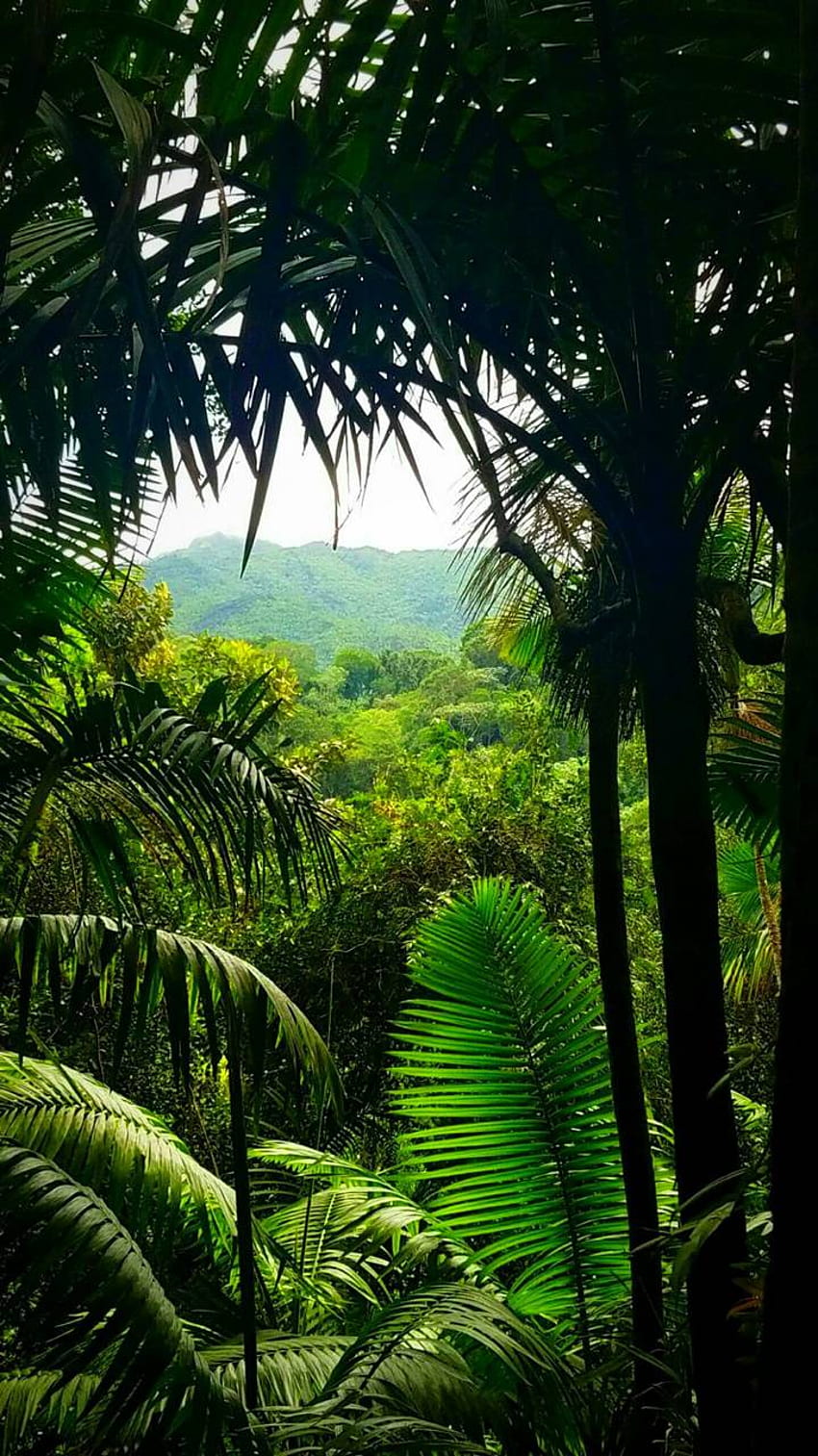 Vista a la jungla, paraíso en la jungla fondo de pantalla del teléfono