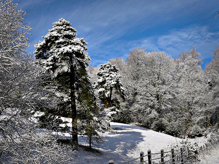 겨울의 소나무, 겨울, 설원, 소나무, 눈, 크리스마스, 들판, 나무, 농장, 자연 HD 월페이퍼