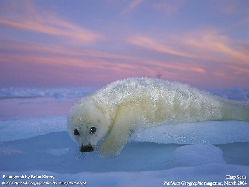 Baby Seals, Baby Harp Seal HD wallpaper