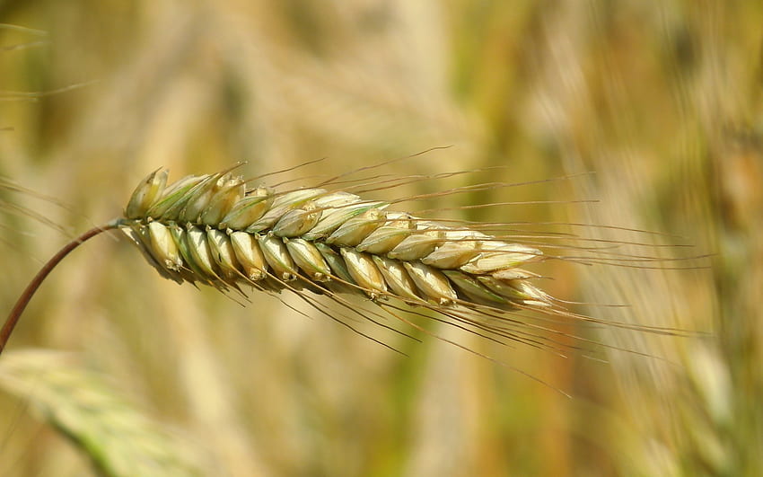 Rye Ear, grano, campo, cereal fondo de pantalla