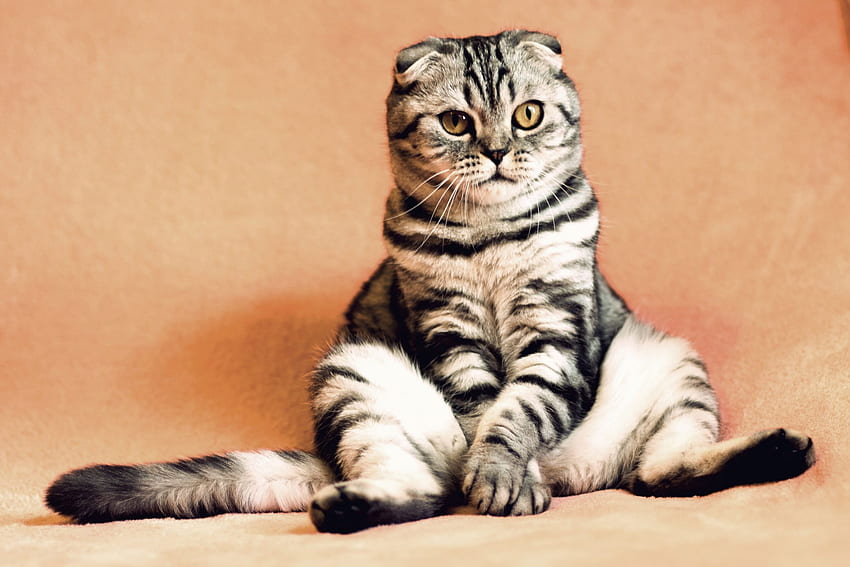 灰色と黒のスコティッシュフォールドの猫、座っている、クール、面白い、哺乳類 • For You For & Mobile, Scottish Fold Kittens 高画質の壁紙