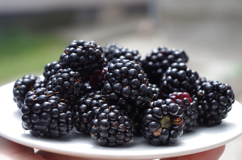 Food, Berries, Blackberry, Plate, Ripe HD wallpaper
