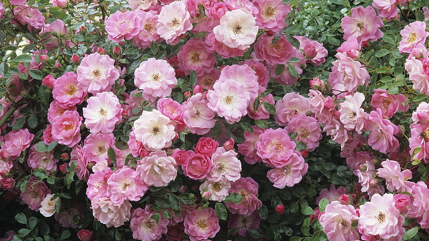ดอกไม้ ใบไม้ สีชมพู ไม้หนาม กุหลาบป่า วอลล์เปเปอร์ HD