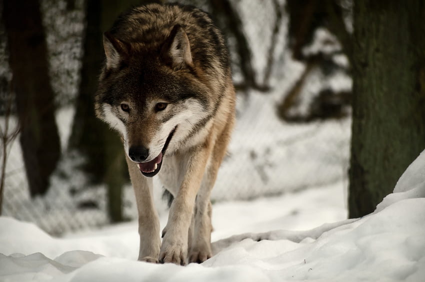 Animals, Snow, Predator, Wolf, Stroll HD wallpaper