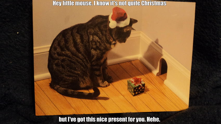 Divertenti meme di gatti di Natale. Gatto divertente, divertente animale di Natale Sfondo HD