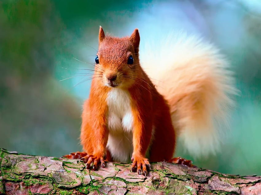 Nettes rotes Eichhörnchen. Nettes Eichhörnchen, Eichhörnchen, Tiere HD-Hintergrundbild