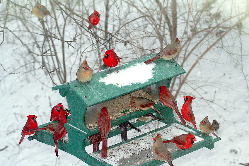cardinals, winter, birds, feast, red, male, female HD wallpaper