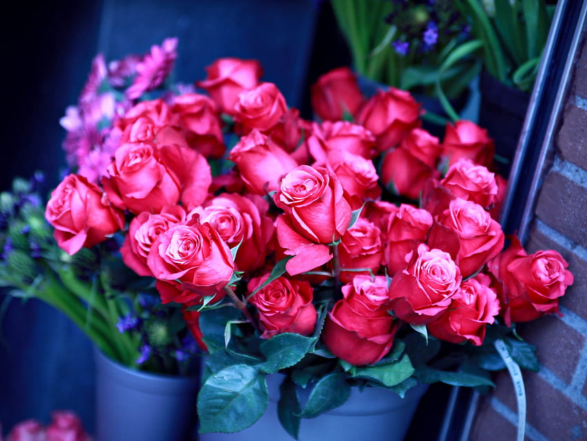 Ramo de rosas rojas hermosas flores para el fondo de pantalla | Pxfuel
